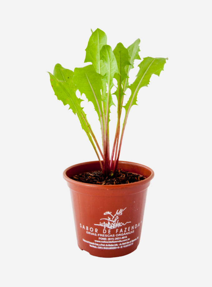 Dente de Leão (<em>Taraxacum officinale</em>)