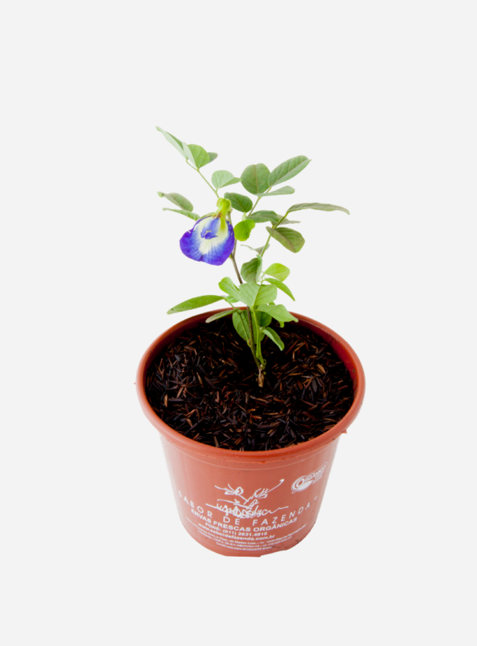 Feijão Borboleta (<em>Clitoria Ternatea</em>)