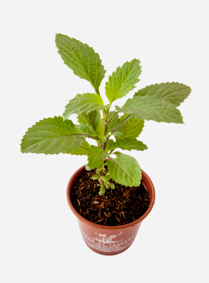 Gervão (<em>Stachytarpheta cayennensis</em>)