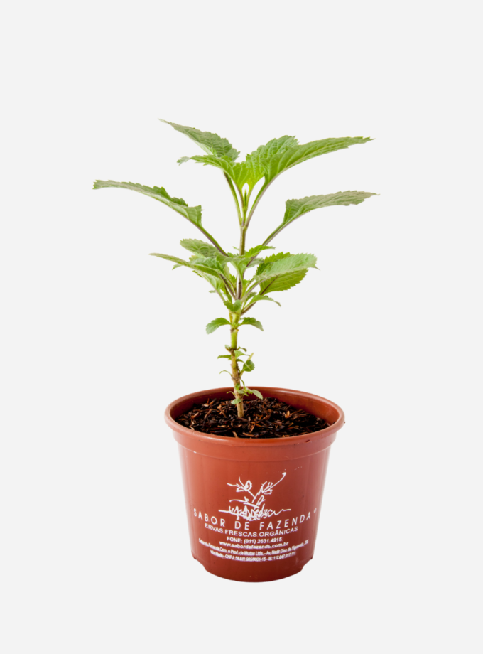 Gervão (<em>Stachytarpheta cayennensis</em>)