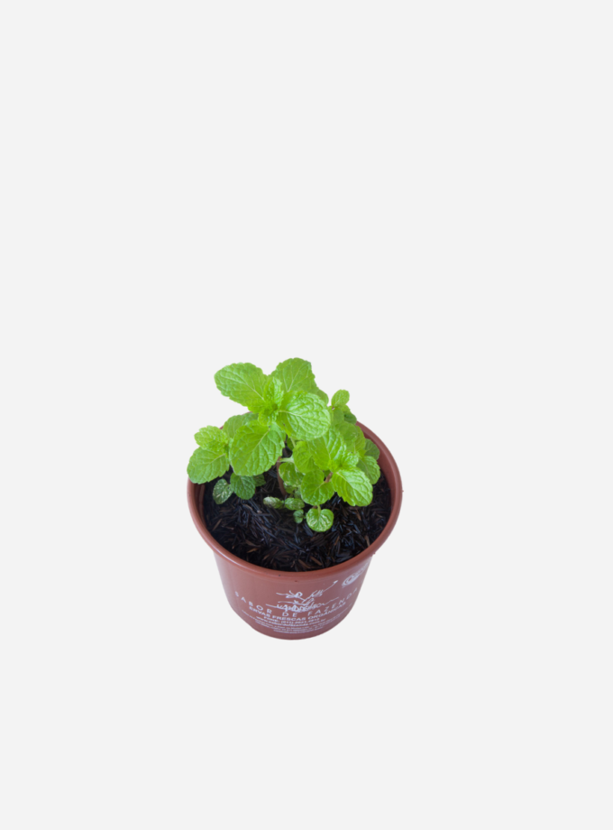 Hortelã (<em>Mentha</em> sp.)