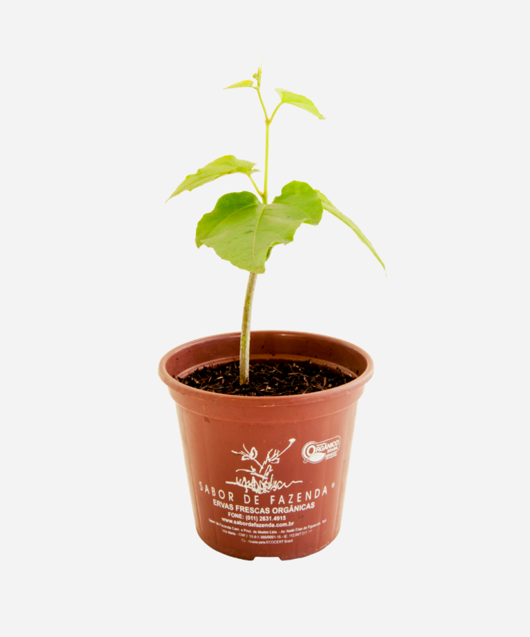 Insulina (Cissus verticillata) – Sabor de Fazenda