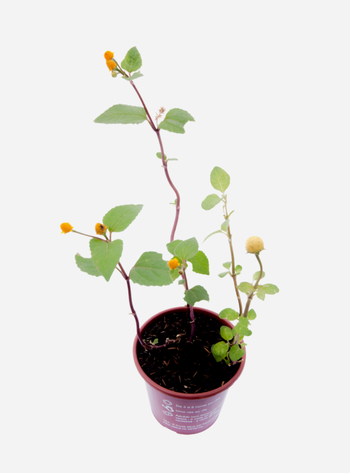 Jambú/Agrião do Pará (<em>Acmella oleracea</em>)