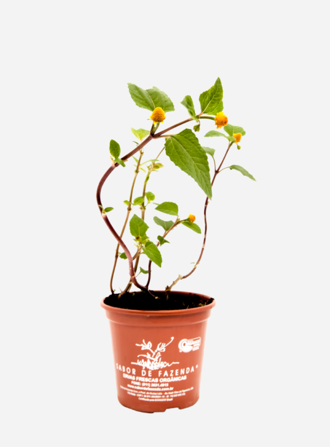 Jambú/Agrião do Pará (<em>Acmella oleracea</em>)