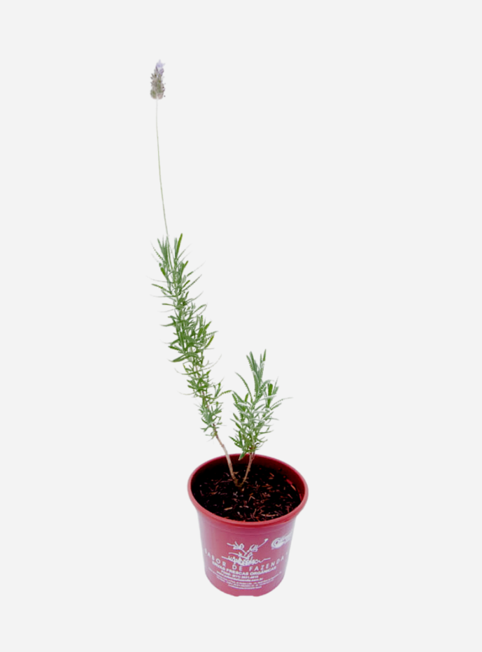 Lavanda (<em>Lavandula dentata</em>)