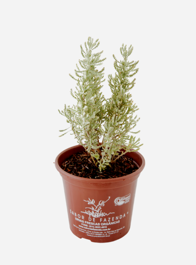 Santolina (<em>Santolina chamaecyparissus</em>)