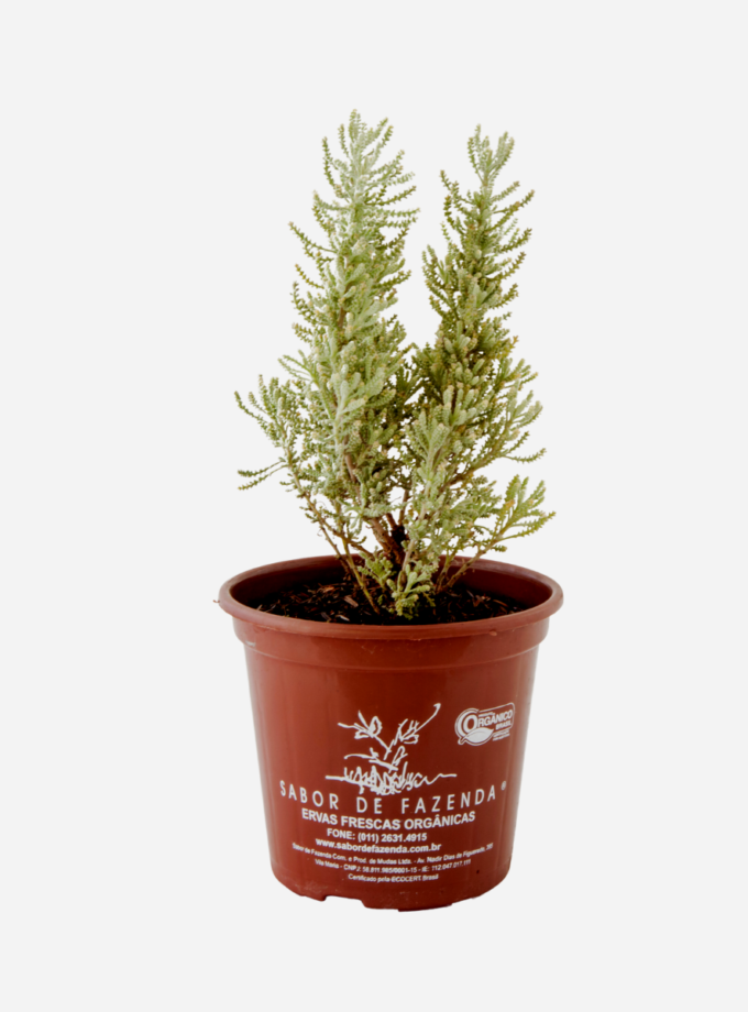 Santolina (<em>Santolina chamaecyparissus</em>)