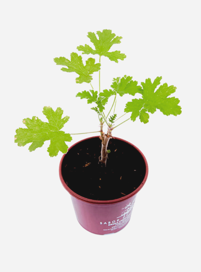 Malva (<em>Pelargonium graveolens</em>)