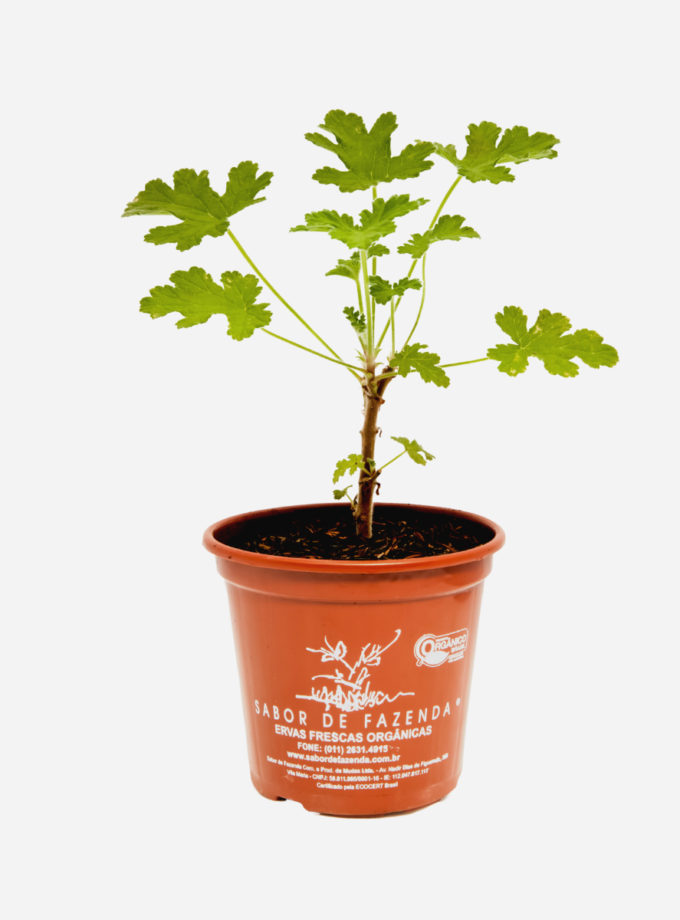 Malva (<em>Pelargonium graveolens</em>)