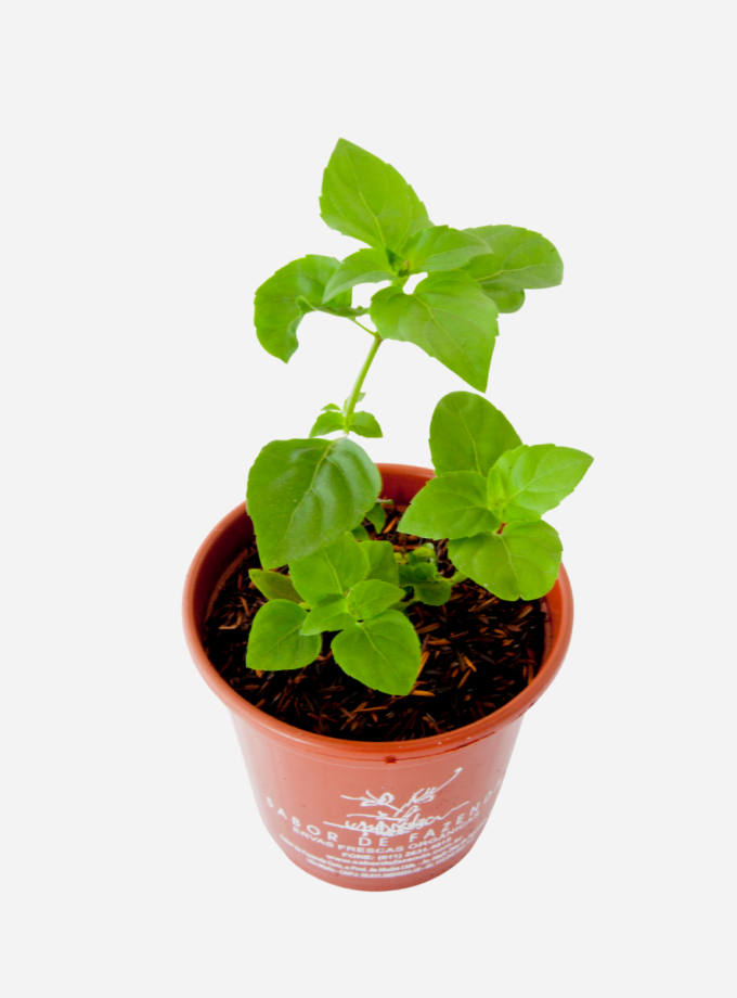 Anis/Aniseto - Manjericão (<em>Ocimum carnosum</em>)