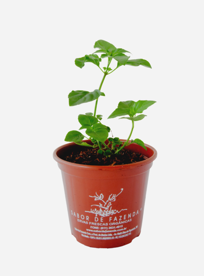 Anis/Aniseto - Manjericão (<em>Ocimum carnosum</em>)