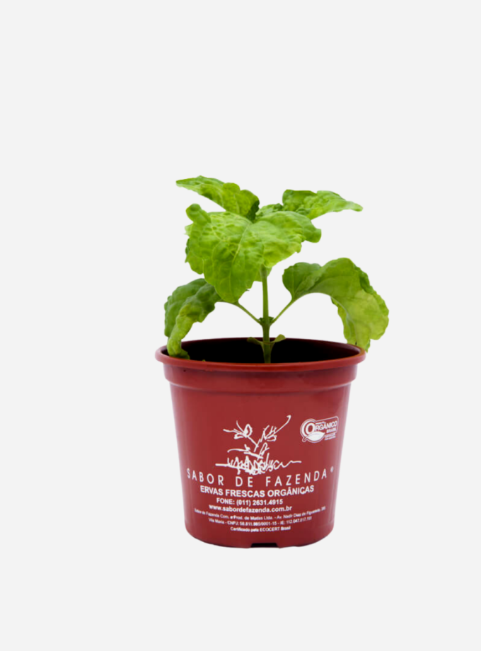 Manjericão Folha de Alface (<em>Ocimum basilicum </em>'Crispum')