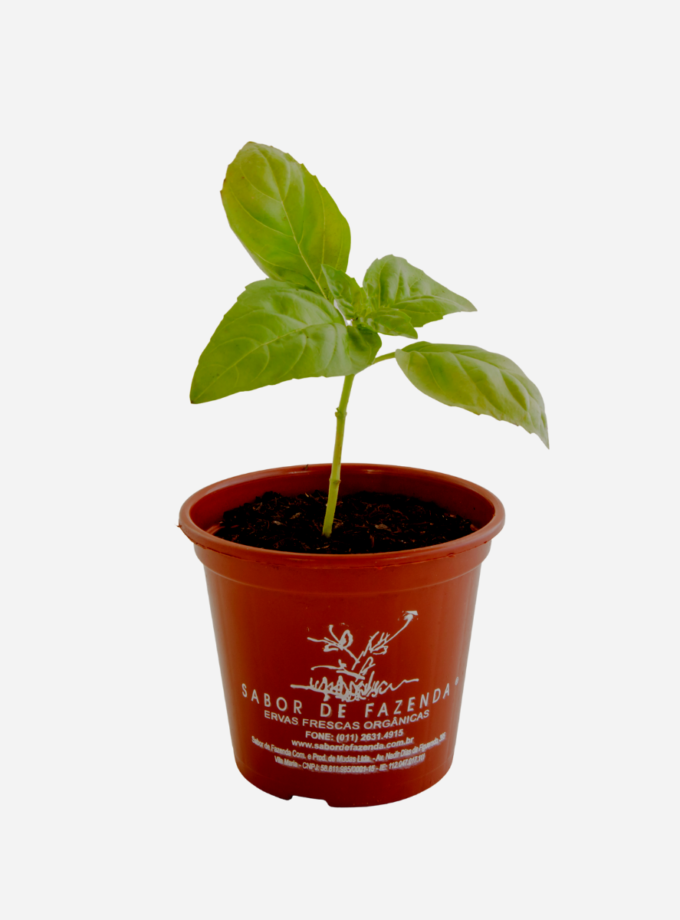 Manjericão Italiano (<em>Ocimum basilicum 'Genovese'</em>)