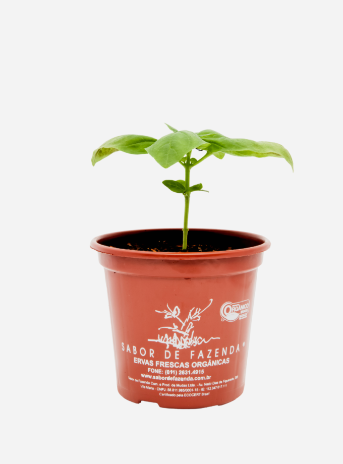 Manjericão Italiano (<em>Ocimum basilicum 'Genovese'</em>)