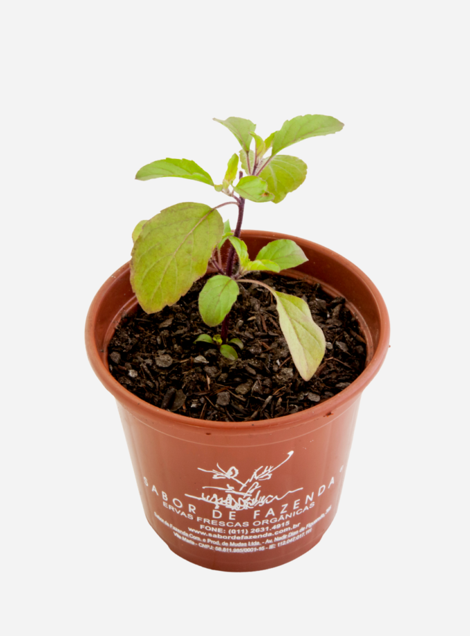 Manjericão Sagrado Krishna (<em>Ocimum sanctum</em>)