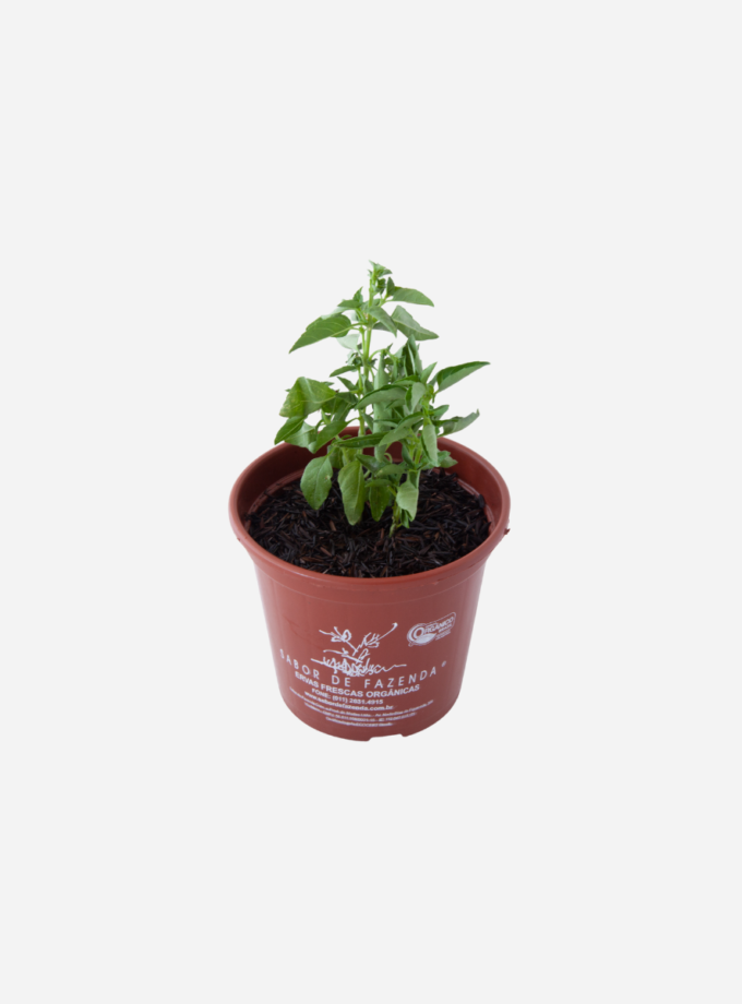 Manjericão Miúdo (<em>Ocimum basilicum</em> var. <em>minimum</em>)