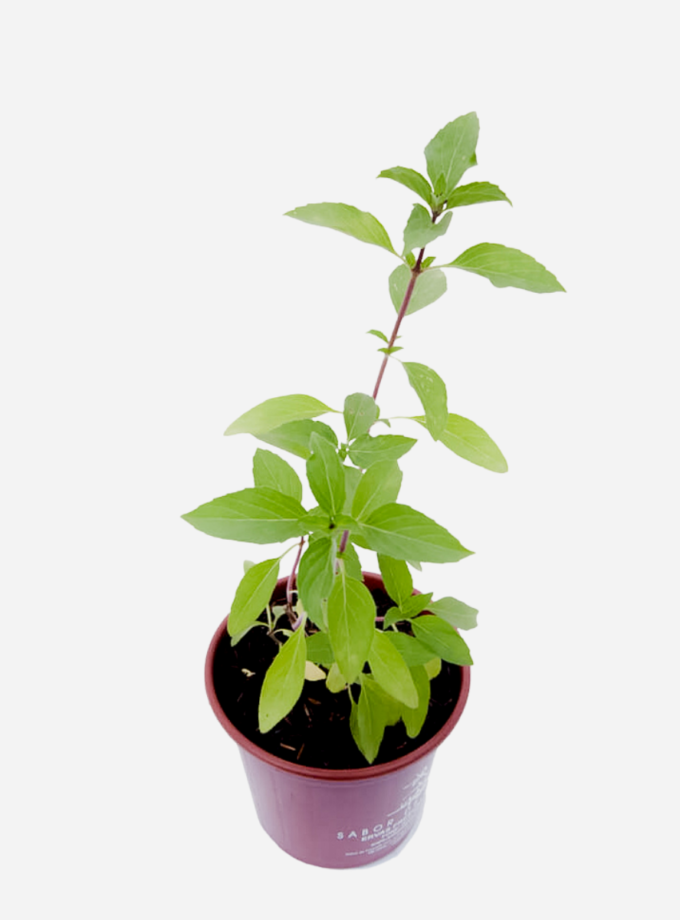 Manjericão Tailandês (<em>Ocimum Basilicum </em>'Horapha')