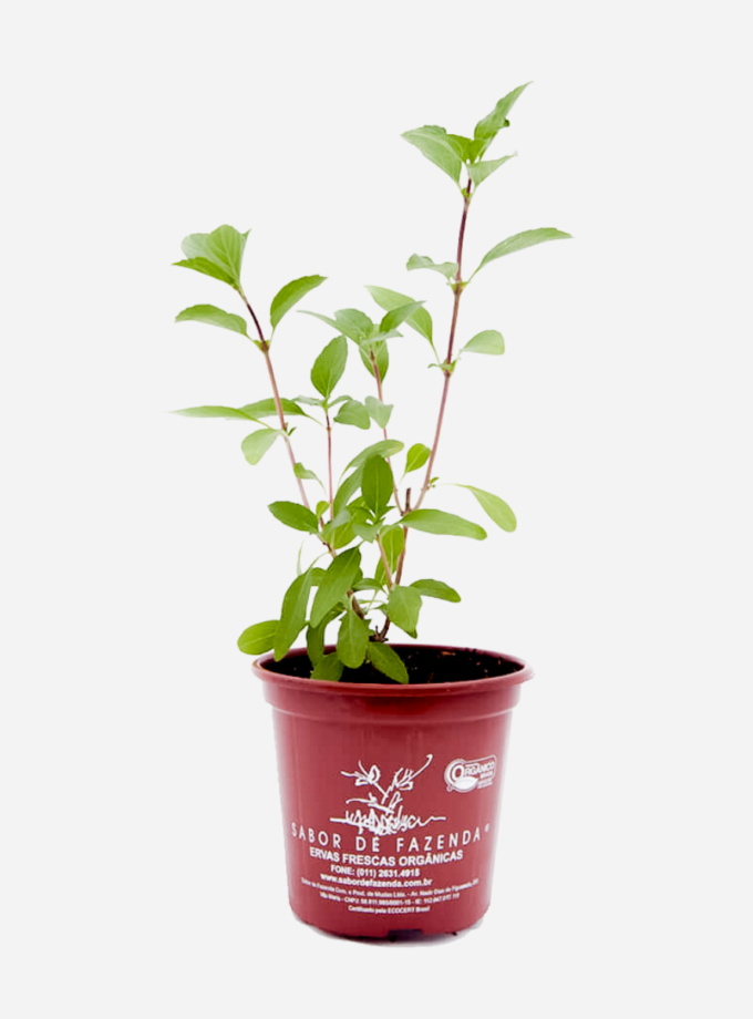 Manjericão Tailandês (<em>Ocimum Basilicum </em>'Horapha')