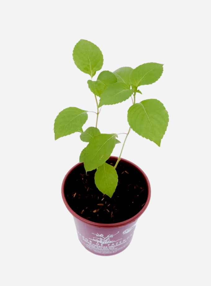 Manjericão Zahtar (<em>Ocimum gratissimum</em> var. <em>macrophyllum</em>)