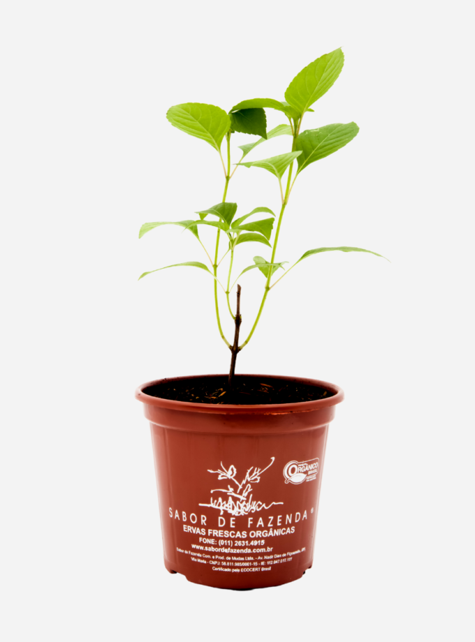 Manjericão Zahtar (<em>Ocimum gratissimum</em> var. <em>macrophyllum</em>)