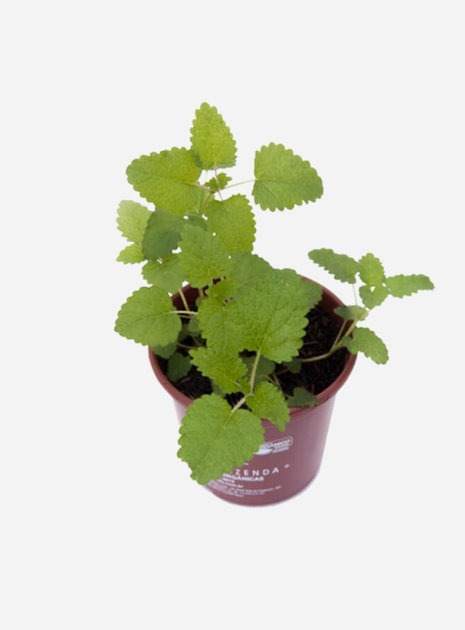 Melissa (<em>Melissa officinalis</em>)