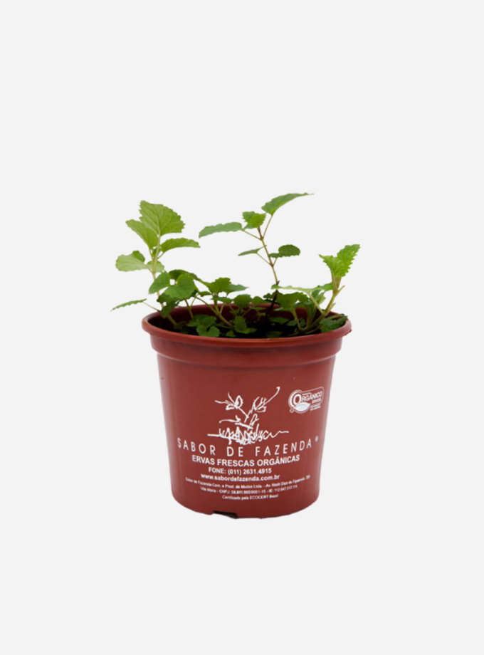 Melissa (<em>Melissa officinalis</em>)