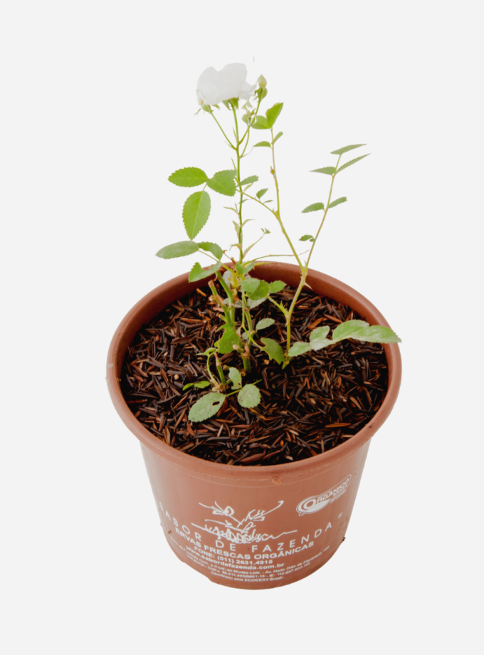 Mini Rosa Branca (<em>Rosa chinensis</em> var. <em>semperflorens</em>)