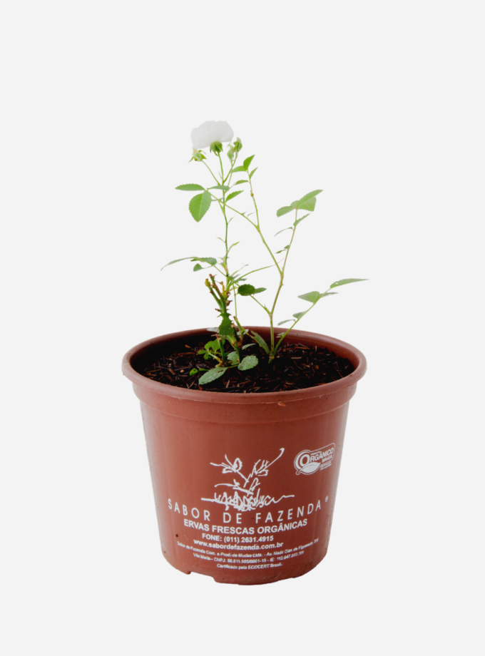 Mini Rosa Branca (<em>Rosa chinensis</em> var. <em>semperflorens</em>)
