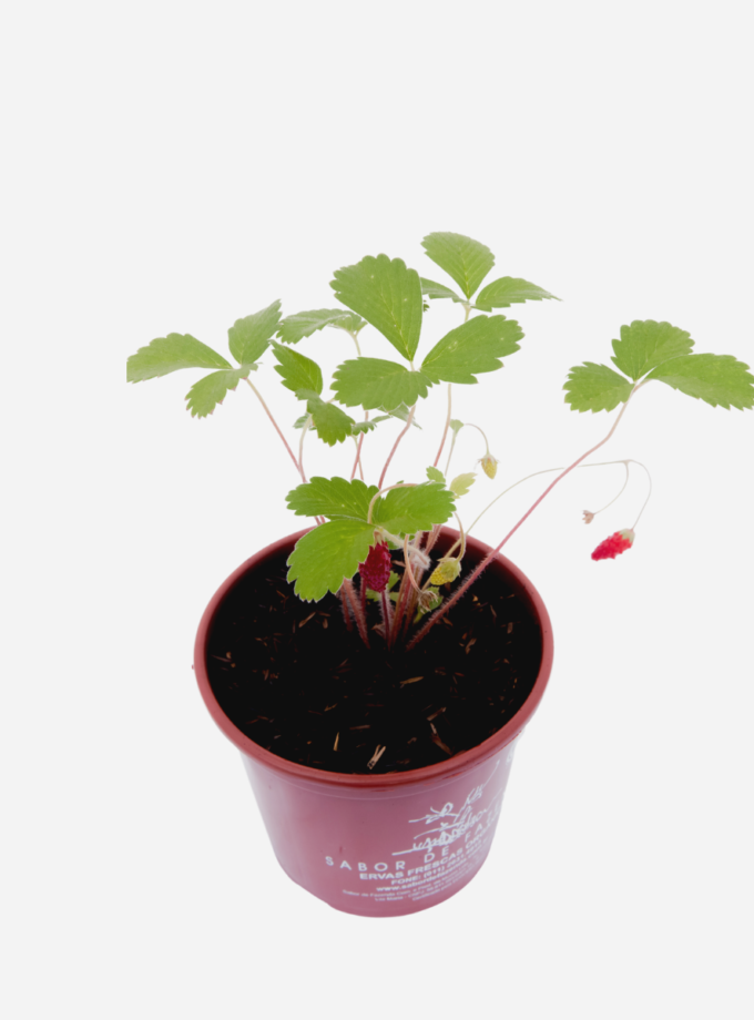 Morango Silvestre (<em>Fragaria vesca</em>)