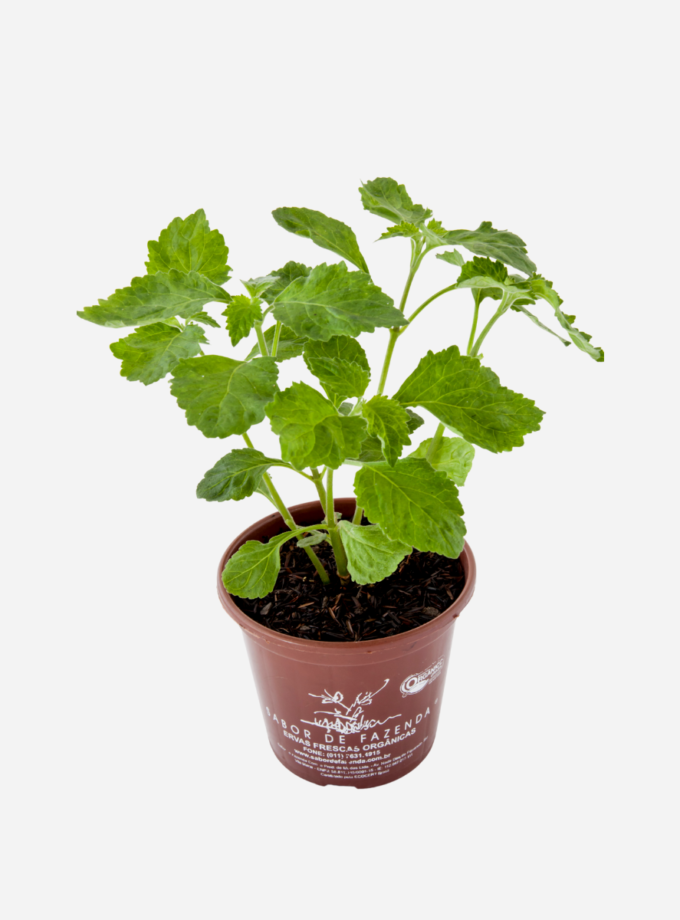 Patchouli (<em>Pogostemon patchouli</em>)