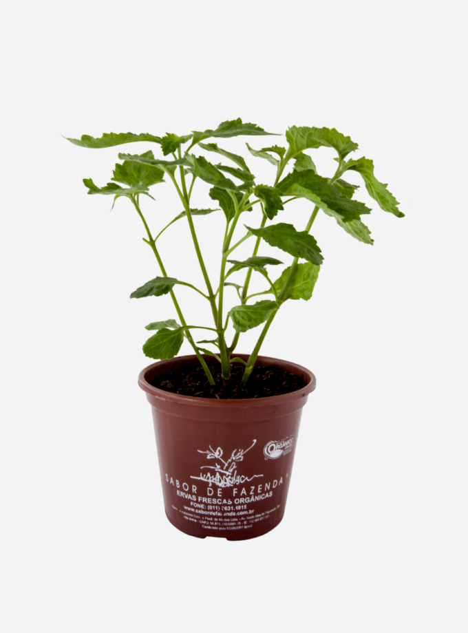 Patchouli (<em>Pogostemon patchouli</em>)