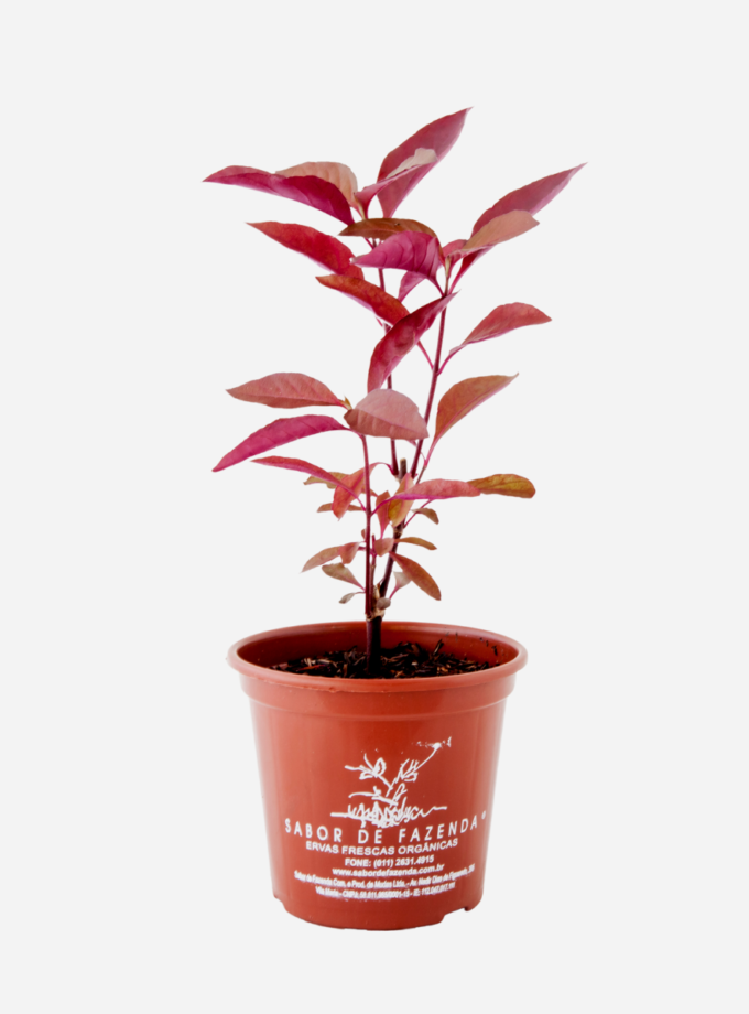 Perpétua/Penicilina (<em>Alternanthera brasiliana</em>)