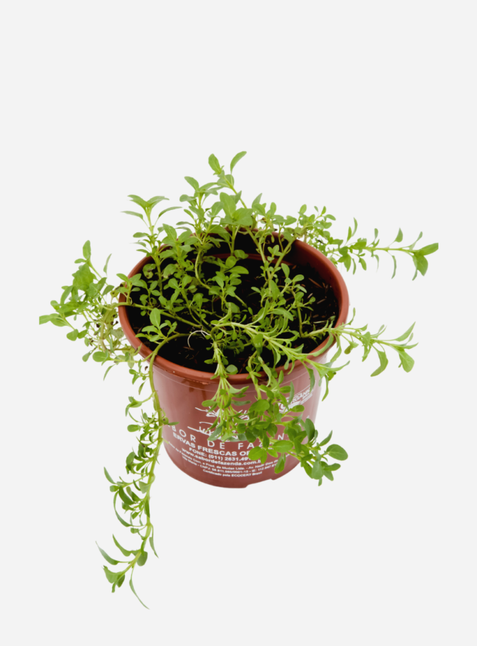 Poejo (<em>Mentha pulegium</em>)