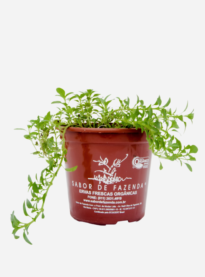 Poejo (<em>Mentha pulegium</em>)