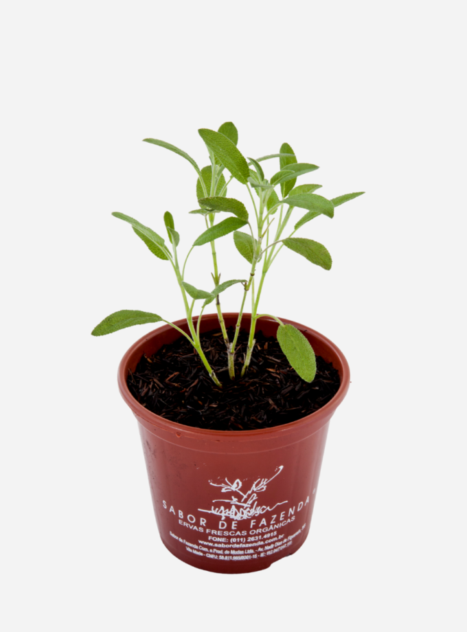 Sálvia (<em>Salvia officinalis</em>)