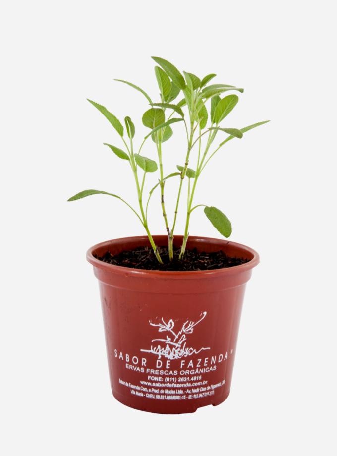 Sálvia (<em>Salvia officinalis</em>)