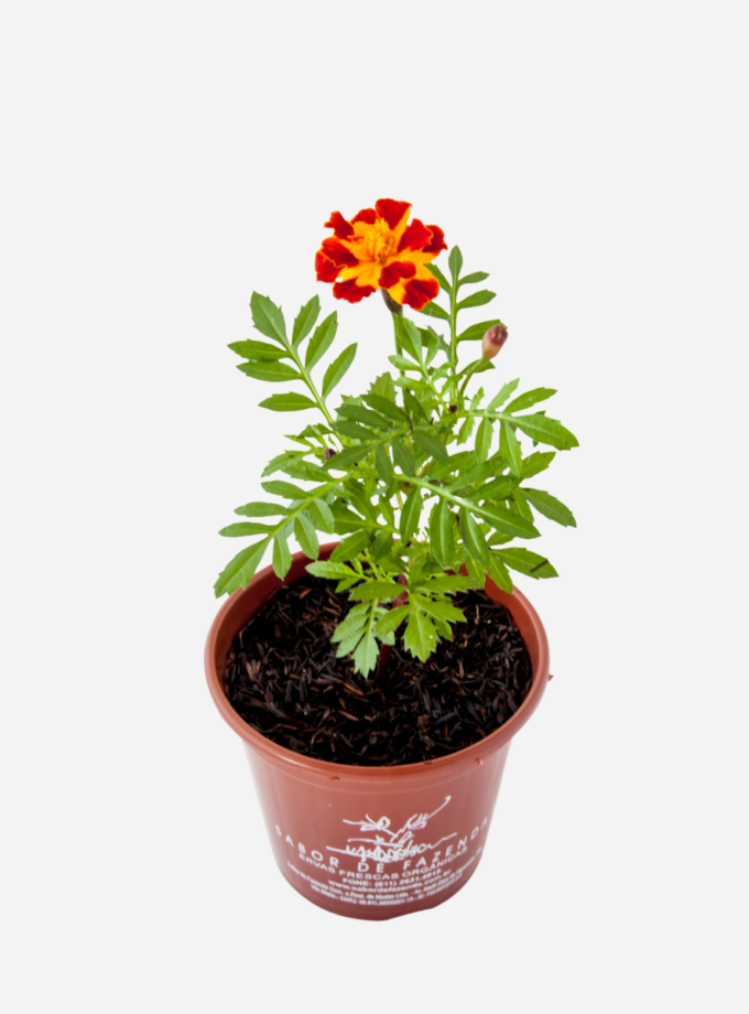 Tagete/Cravo de Defunto (<em>Tagetes erecta</em>)