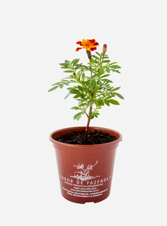 Tagete/Cravo de Defunto (<em>Tagetes erecta</em>)