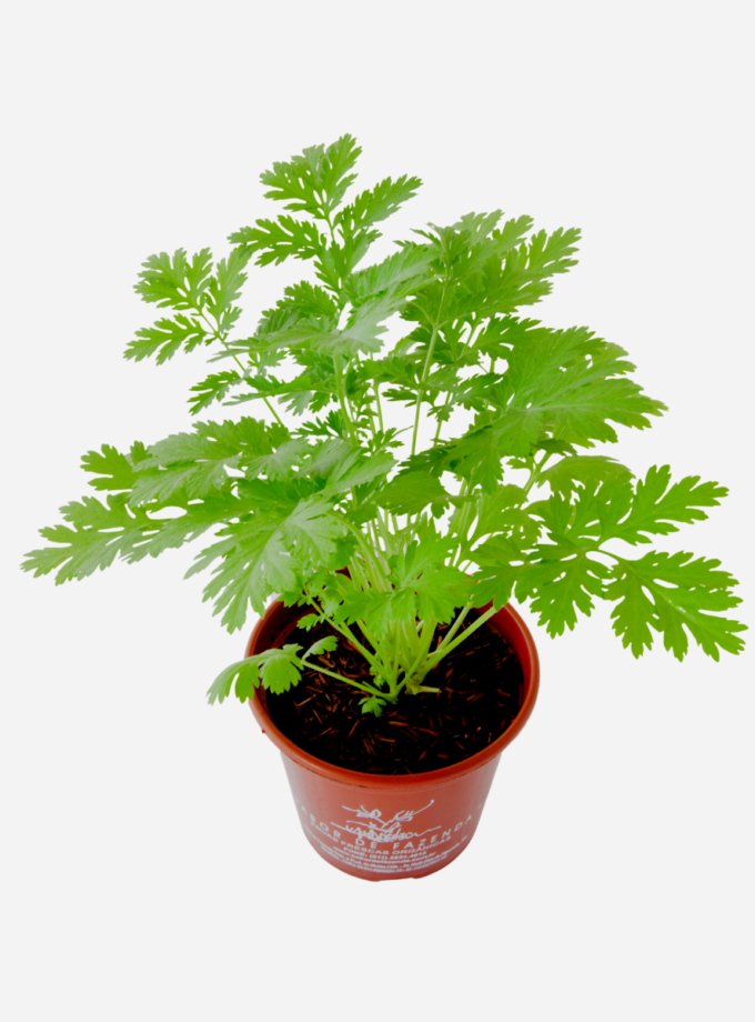 Artemísia/Tanaceto (<em>Tanacetum parthenium</em>)