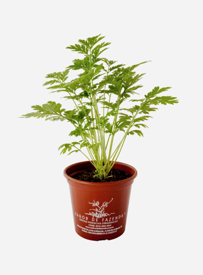 Artemísia/Tanaceto (<em>Tanacetum parthenium</em>)