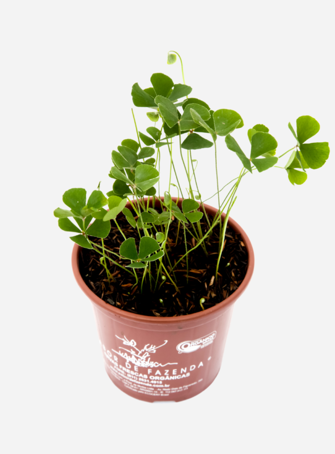 Trevo de 4 Folhas (<em>Marsilea quadrifolia L.</em>)