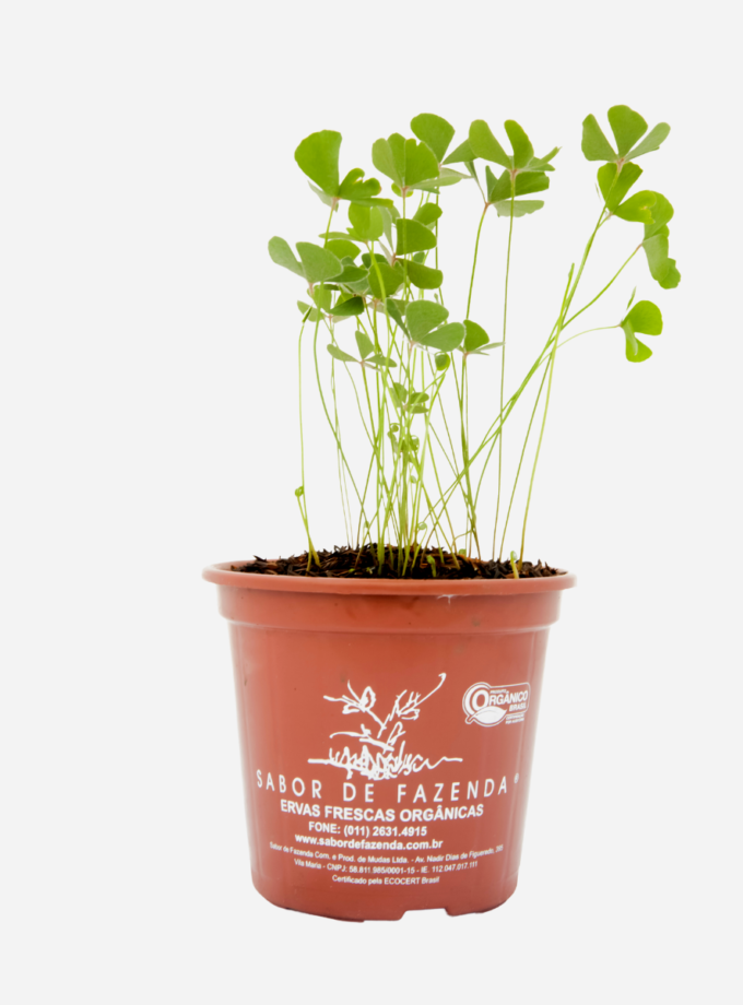 Trevo de 4 Folhas (<em>Marsilea quadrifolia L.</em>)