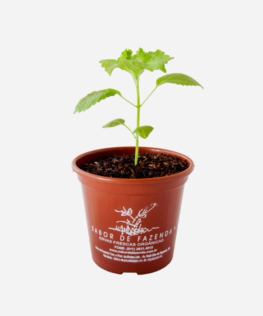 Shisso Verde (<em>Perilla frutescens</em>) - Imagem 2