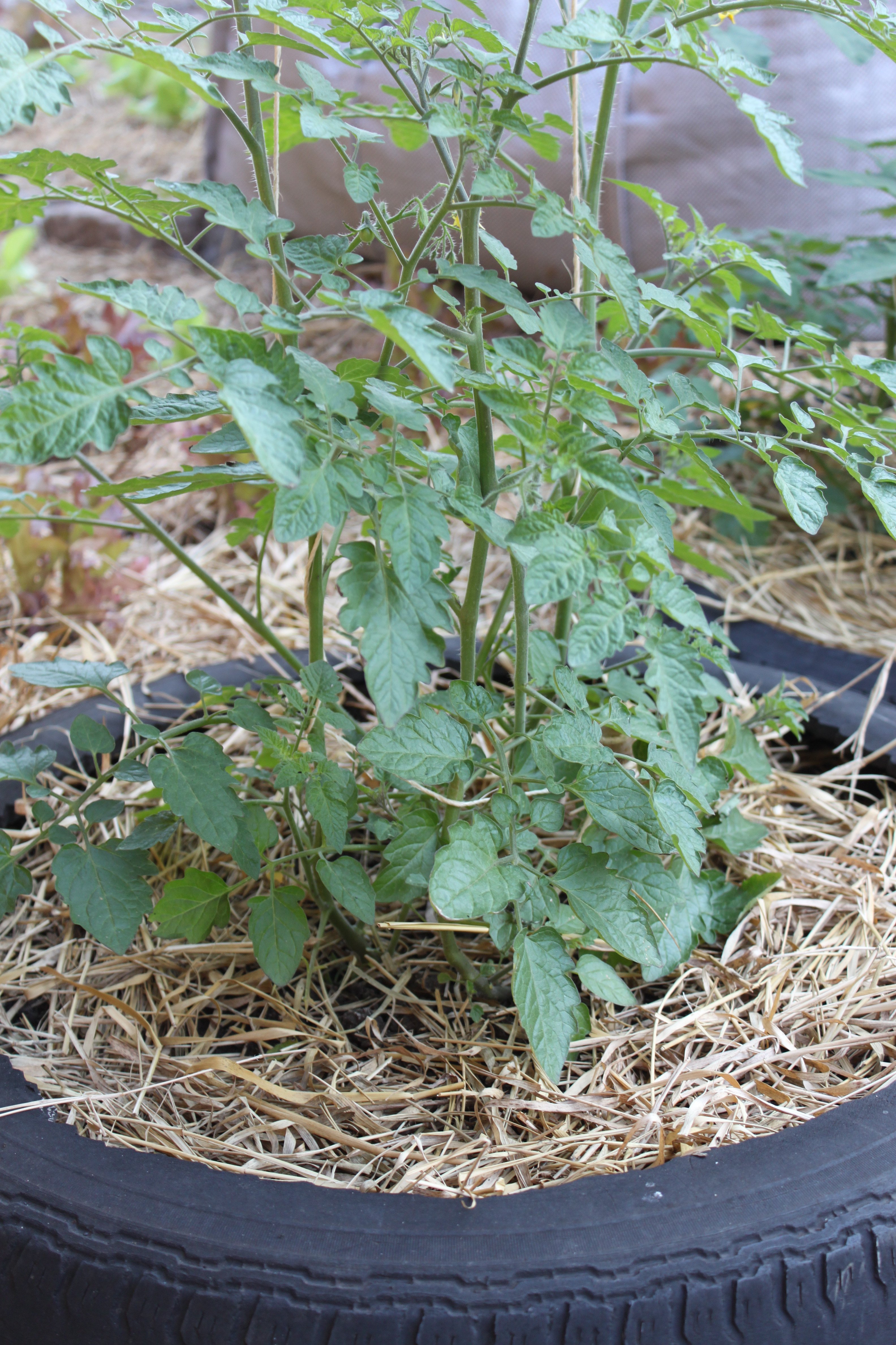 Tomateiro com cobertura morta de palha de aveia ©Sabor de Fazenda
