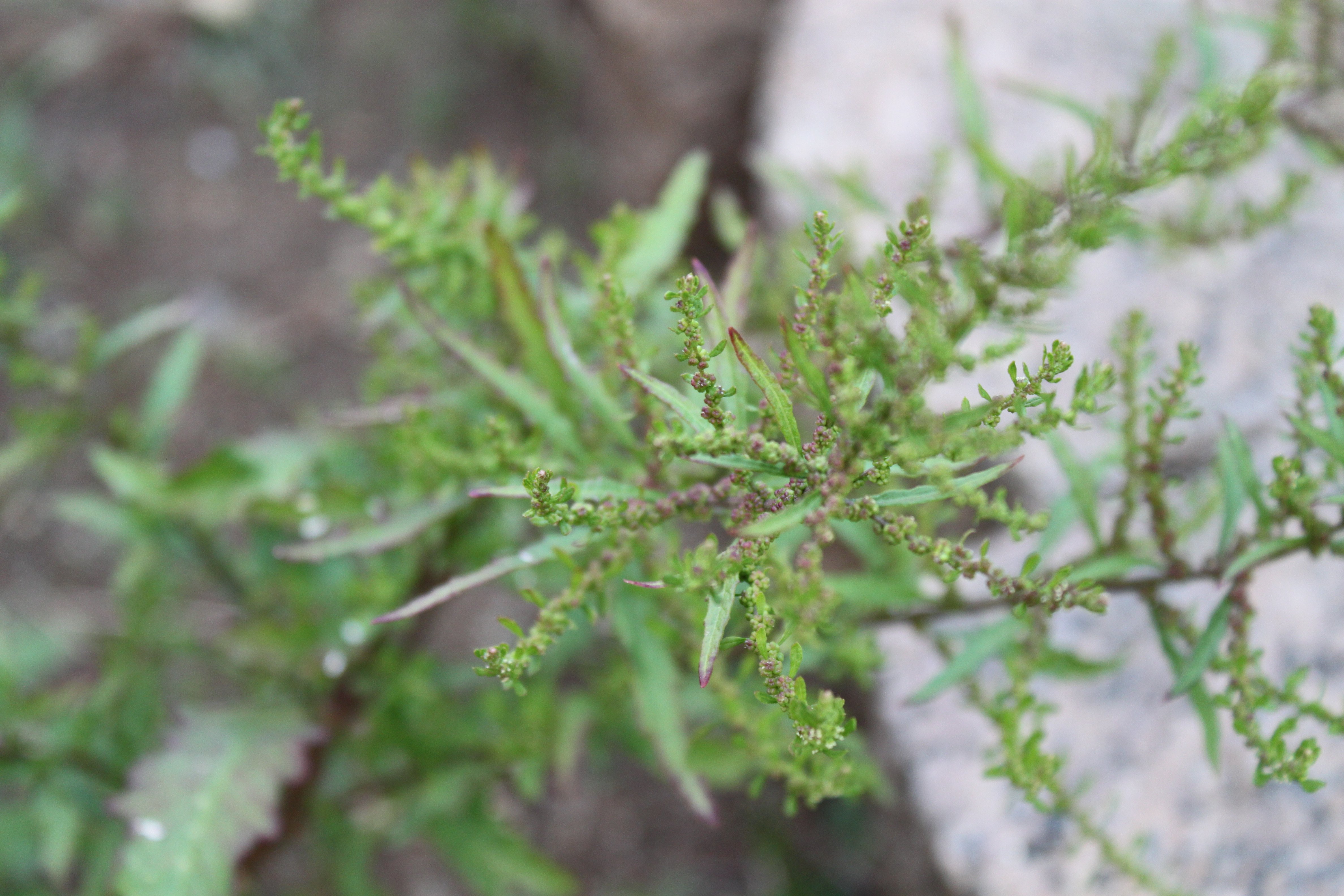 Mastruz ou erva-de-santa-maria (Chenopodium ambrosioides) ©Sabor de Fazenda