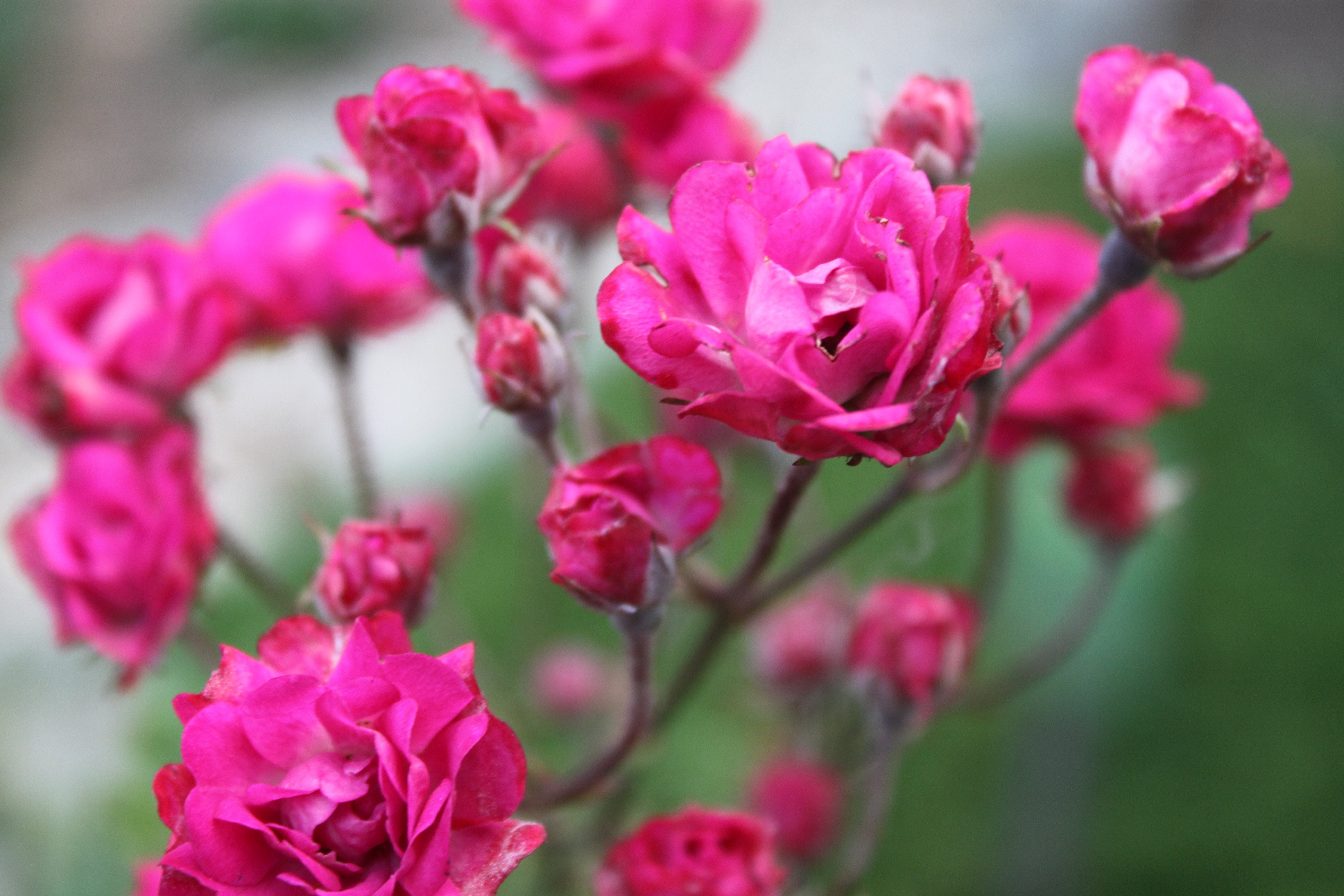 Mini-rosa (Rosa chinensis var. semperflorens) ©Sabor de Fazenda