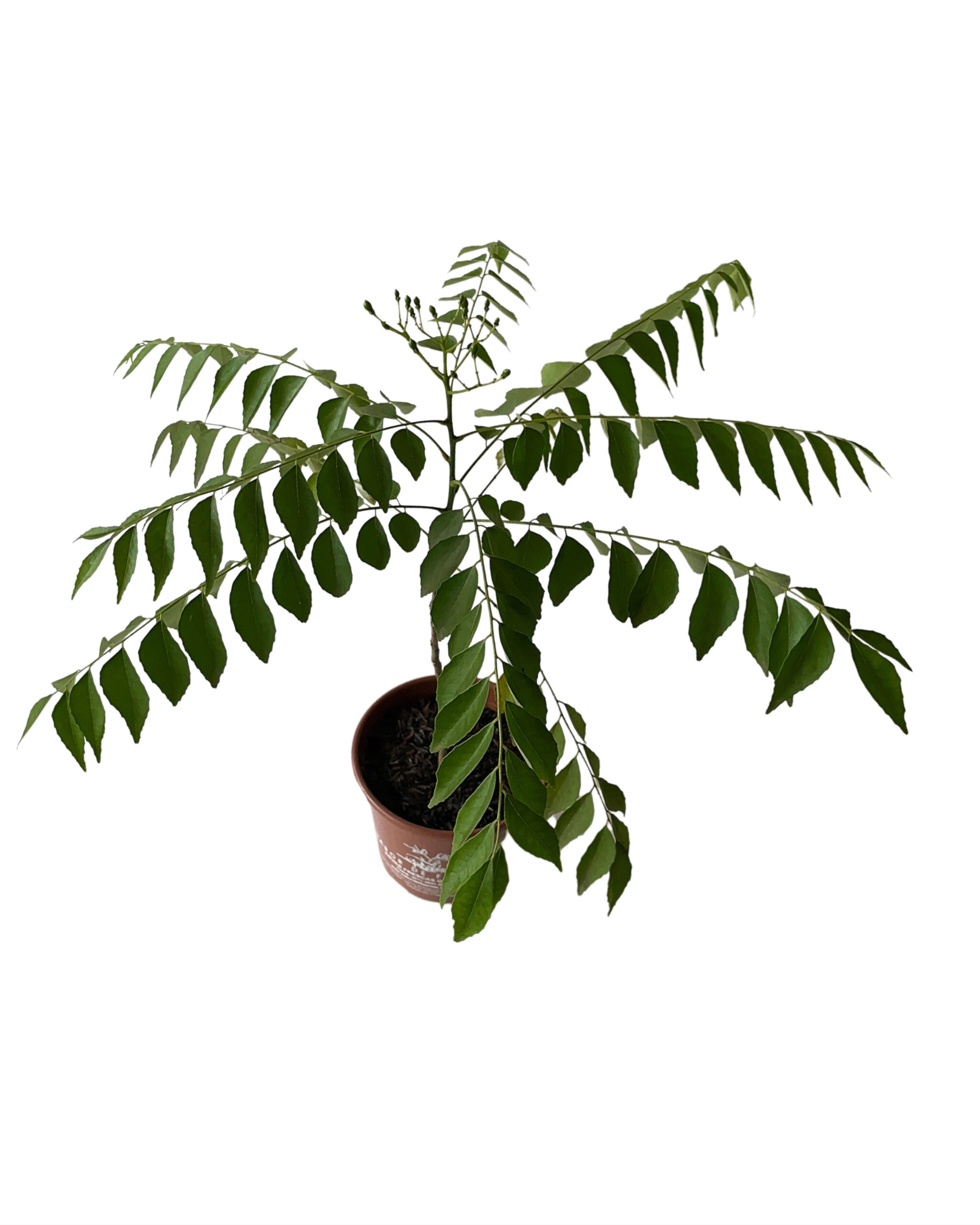 10 Curry Leaf Plant Seeds - Kadi Patta, Murraya Koenigii, Limdi For Planting