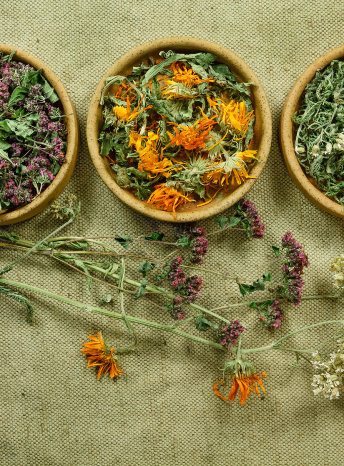 Curso Plantas Antibióticas com Marilua Feitoza - sob consulta