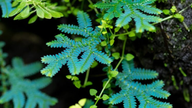 Samambaia-azul (Selaginella uncinata)