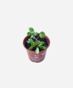 Agrião da Água (<em>Nasturtium officinale</em>) - Imagem 3